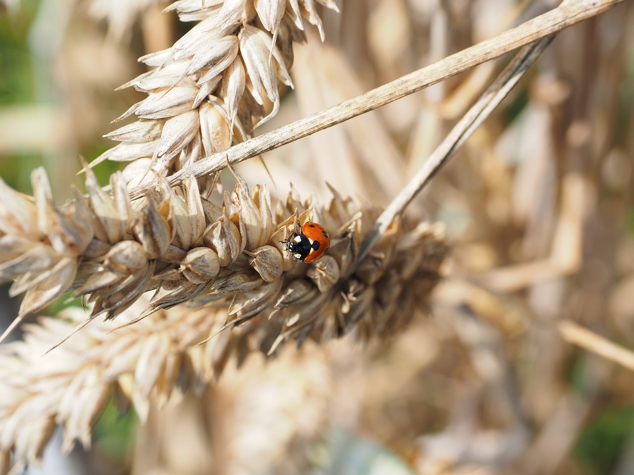 Top 10 Eco-Friendly Pest Control Methods for Your Garden